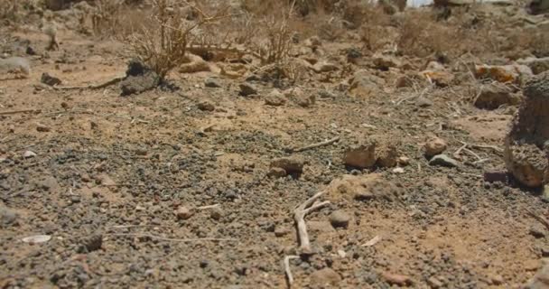 Close Family Wild Rodents Squirrel Deserted Ground Sunlight Looks Camera — Vídeo de stock