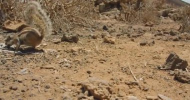 Group family of nimble fast watchful rodents in the wild desert park. Animal freedom, mammal protection. Friendly team of squirrel looking for food. Natural animal behavior. No people.
