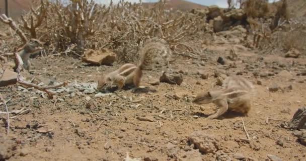 Wildlife Ground Squirrels Atlantoxerus Getulus Crater Calderon Hondo Volcano Corralejo — 비디오