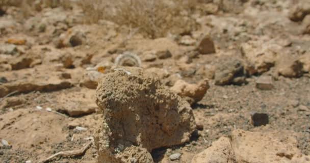 National Park Corralejo Fuerteventura Island Canaries Feeding Ground Cute Squirrels — Vídeo de Stock