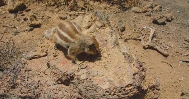 Couple Groundhogs Wild Nature Watching Close Squirrels Looking Food Deserted — Vídeo de Stock