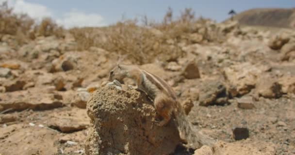 Feeding Ground Cute Squirrels Natural Habitat National Park Corralejo Fuerteventura — Wideo stockowe