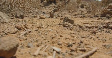 Group family of nimble fast watchful rodents in the wild desert park. Animal freedom, mammal protection. Friendly team of squirrel looking for food. Natural animal behavior. No people.