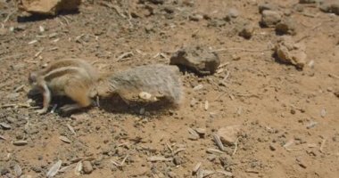 Animal freedom protection. Friendly team of squirrel. Natural rodent behavior. Slow motion. Large group family of mammals. Nimble fast watchful pets in the wild desert nature. No people. Close-up high