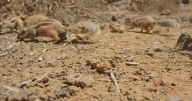 Barbary ground squirrel in Fuerteventura, Canary Islands. Spain. A group of alert animals quickly move across the lava desert surface in search of food. Close up. No people.