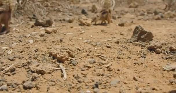 Gray Striped Squirrel Eats Raisins Human Hand Runs Away Slow — Stock Video