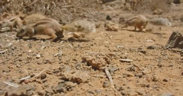 Barbary Ground Squirrel Fuerteventura Canary Islands Spain Group Alert Animals — Vídeo de stock