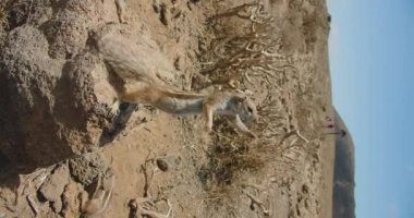 Lots of squirrels in their natural habitat looking for food. Mammal animal wild rodent, nature macro, blurred background, funny curiosity. Human hand feeds the beast. Disease spreader. Volcano