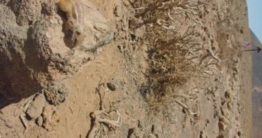 Happiest moment of feeding animals. Vertical video. Lots of squirrels in their natural habitat. Mammal wild rodent, nature close up, slow motion. Tourists attraction. Human hand feeds the beast