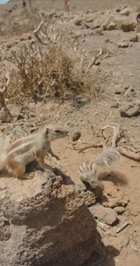 Lots of squirrels in their natural habitat looking for food. Mammal animal wild rodent, nature macro, blurred background, funny curiosity. Human hand feeds the beast. Disease spreader. Volcano