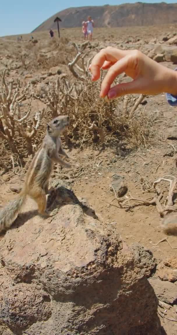 Happiest Moment Feeding Animals Vertical Video Lots Squirrels Natural Habitat — Vídeos de Stock