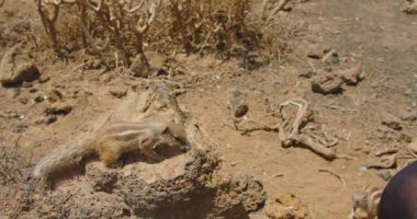 Feeding ground cute squirrels in their natural habitat, National park Corralejo. Fuerteventura Island. Canaries. Human hand gives food to rodents. Starving wild animals in the desert. Slow motion