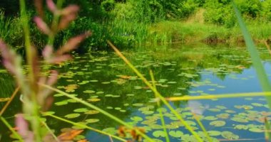 Beautiful water yellow lily flowers in pond. Water lilies Nuphar lutea on river. Leaves and flowers. Green nature background. Nobody.