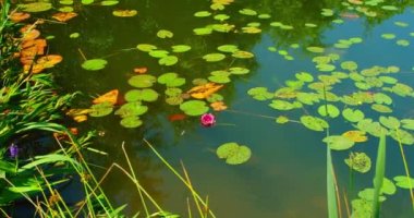 Beautiful nameless pond, soft pink wild water lily grows in a colored wsamp with little fish. Green summer grass in the foreground. Lonely flower blooms in the lake. Nobody.