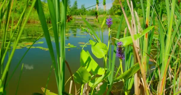 Young Green Reeds Grow Background Quiet Pond Lake Summer Landscape — Stock video