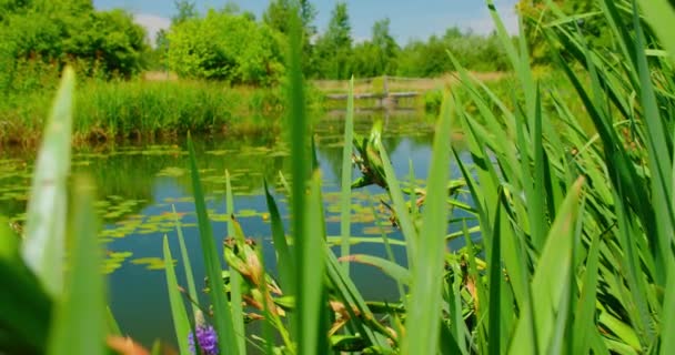 Young Green Reeds Grow Background Quiet Pond Lake Summer Landscape — Vídeo de stock