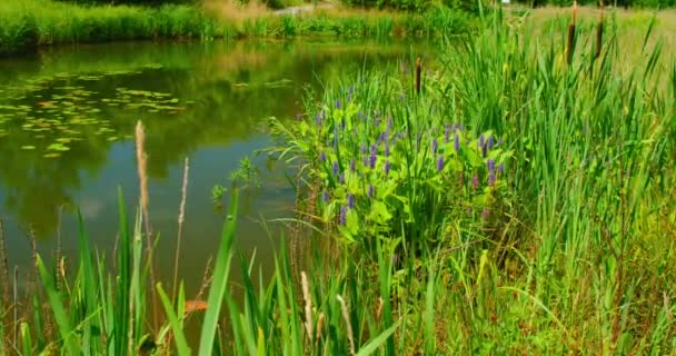 Young Green Reeds Grow Background Quiet Pond Lake Summer Landscape — Stockvideo