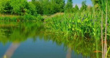 Dense vegetation. Calm natural green swamp in national park. Summer weekend. Juicy trees reeds and grass. Time to travel, go everywhere. Calm green pond in natural park. Relax scenery view.