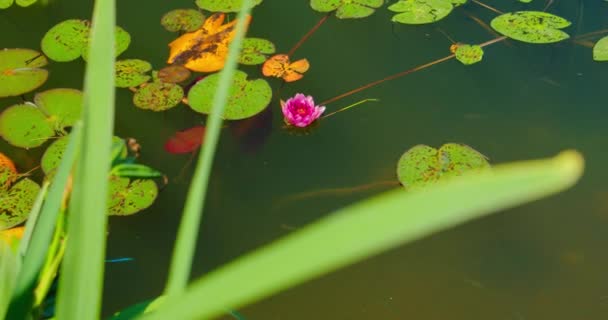 Beautiful Nameless Pond Soft Pink Wild Water Lily Grows Colored — Video