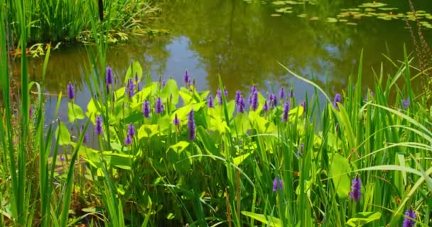 Young Green Reeds Grow Background Quiet Pond Lake Summer Landscape — Stockvideo