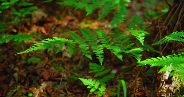 Green Leaves Forest Fern Close Soft Sunlight Selective Focus Wild — Stock Video
