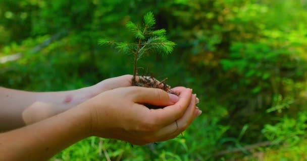 Female Hand Holding Sprout Wilde Pine Tree Nature Green Forest — Vídeo de Stock