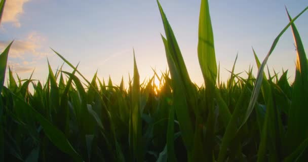 Agriculture Green Leaves Corn Sun Sunset Green Leaves Plants Plantation — 图库视频影像