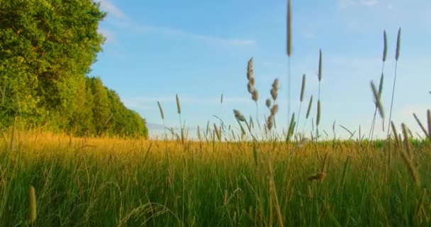 Beautiful Evening Sunset Sky Meadow Forest Afforestation Pasture Preparation Animal — Vídeo de stock