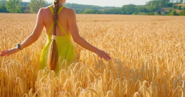 Girl Walks Ripe Wheat Field Sense Freedom Pleasure Sunset Illuminated — Video Stock