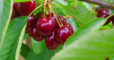 Fresh organic berry harvest. Red ripe sweet cherry on tree in garden, natural bio vitamins and antioxidant fruits. Bright sunny day. Close up. Slow motion. High quality footage 4k. Nobody.