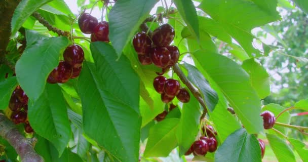 Cereza Árbol Vitamina Alta Frutas Antioxidantes Orgánica Fresca Árbol — Vídeos de Stock