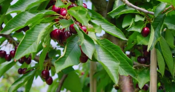 Κόκκινο Κλαδί Κερασιάς Αρκετά Γευστικά Φρούτα Στον Άνεμο Φρέσκια Συγκομιδή — Αρχείο Βίντεο