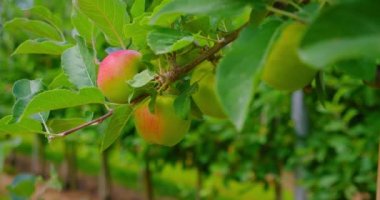Apple tree with pink juicy apples close up in sunlight. Red fruits grow on a branch. Selective focus at apple. Fresh organic harvest. Ripe harvest in garden, natural bio vitamins and antioxidant