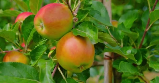 Apple Tree Pink Juicy Apples Close Sunlight Red Fruits Grow — ストック動画