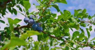 Close up of the plums ripe on branch. Plum variety is top hit. Eco ripening on the tree in the orchard. View of fresh organic fruits with green leaves in the garden. Nobody.