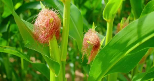 Close Green Young Cobs Corn Ripen Field Agriculture Farming Concept — Vídeo de stock
