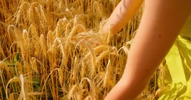 Girl Enjoys Wheat Field Thick High Grass Her Hands Take — Stockvideo