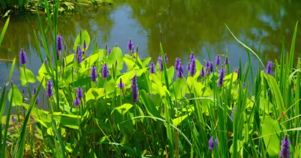 Young Green Reeds Grow Background Quiet Pond Lake Summer Landscape — Video Stock