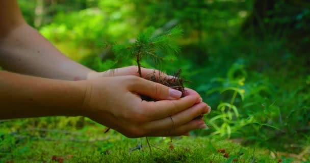 Female Hand Holding Sprout Wilde Pine Tree Nature Green Forest — ストック動画