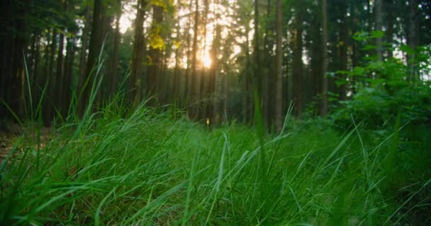 Forêt Été Sol Boisé Gros Plan Recouvert Herbe Verte Fraîche — Video