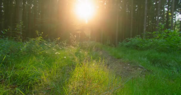 夏天的森林砍伐 在木地板上的特写覆盖着绿色的新鲜茂密的青草和树叶的前景 阳光和阴影 高对比度和鲜明的色彩 背景中的软Bokeh — 图库视频影像