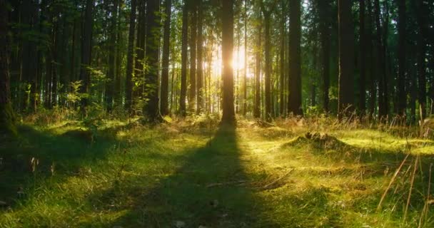 Beautiful Sun Rays Illuminating Coniferous Forest Vivid Shades Fresh Green — Stock Video