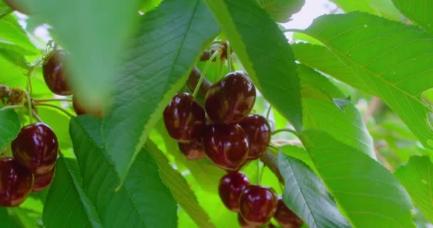 Cereza Roja Madura Dulce Árbol Jardín Biovitaminas Naturales Frutas Antioxidantes — Vídeos de Stock