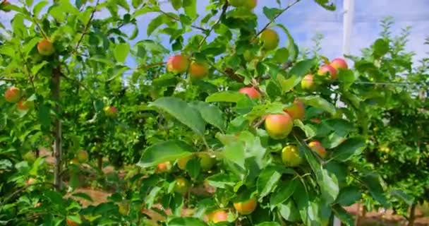 Elma Ağacı Güneşin Arka Planında Olgun Kırmızı Elmalar Meyve Bahçesindeki — Stok video