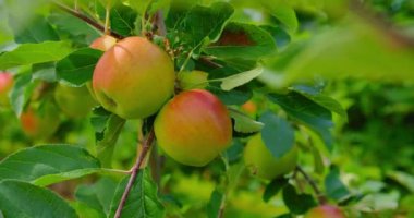 Elma ağacı. Güneşin arka planında olgun kırmızı elmalar. Meyve bahçesindeki dalda sallanan olgun sulu elmalar. Yakın plan. Tarım ürünleri hasat bahçe biçme konsepti, 4K, yavaş.