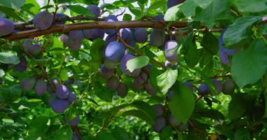 Ağacın dalında olgunlaşmamış erikler. Meyveleri kapatın. Erik çeşitliliği zirvede. Meyve bahçesindeki ağaçta olgunlaşan eko. Bahçede yeşil yapraklı taze organik gıda manzarası. Vejetaryen.