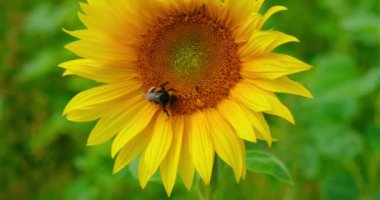 Güzel doğa manzarası. Bumblebee arısı tarlada ayçiçeğini kirletir. Güzel bir yaz günü öğleden sonra ayçiçeğini arayan arı. Makro yavaş çekim yakın çekim. Bal Koleksiyonu