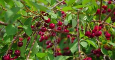 Bahçede olgun kırmızı ekşi kiraz, taze meyve suyu ile yakın çekim. Çevre dostu. Bahçıvanlık, hasat yılı. Bolluk. Vejetaryen organik yiyecekler. Kimse..