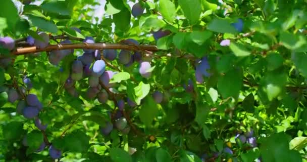 Ciruelas Inmaduras Rama Árbol Cierra Las Frutas Variedad Ciruelo Muy — Vídeos de Stock