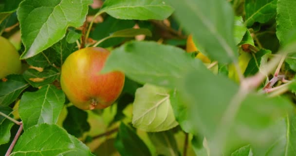 Зрізати Рожеві Яблука Гілці Серед Яскраво Зеленого Листя Осінній Урожай — стокове відео